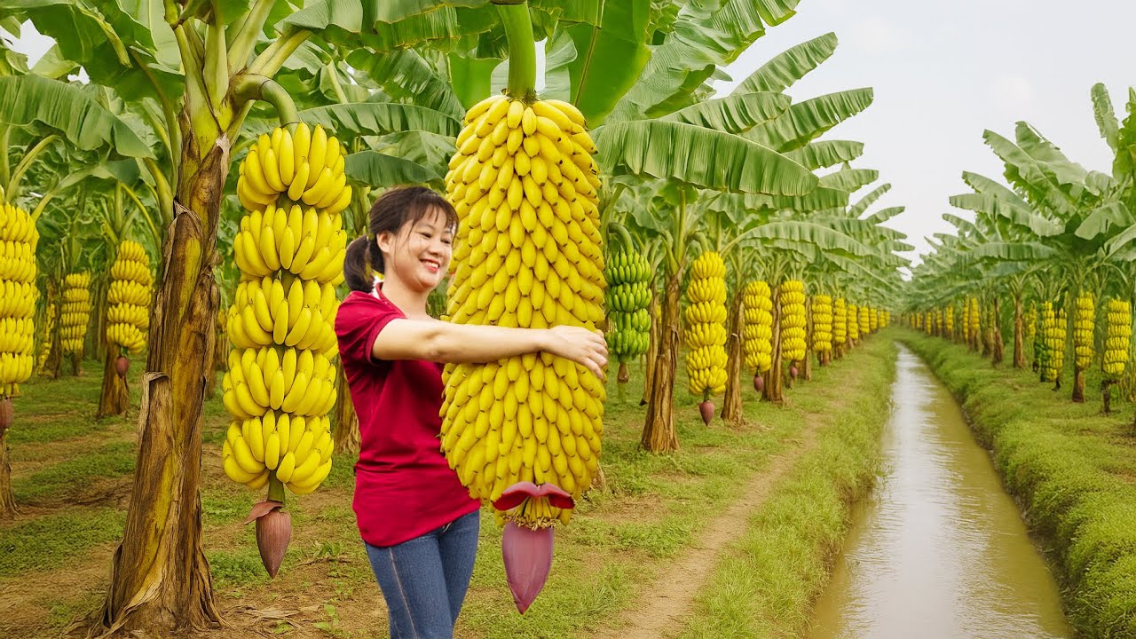 Amazing | Woman Harvesting Longest Banana Goes To Market Sell | Farm Care | Luyến Harvest Life