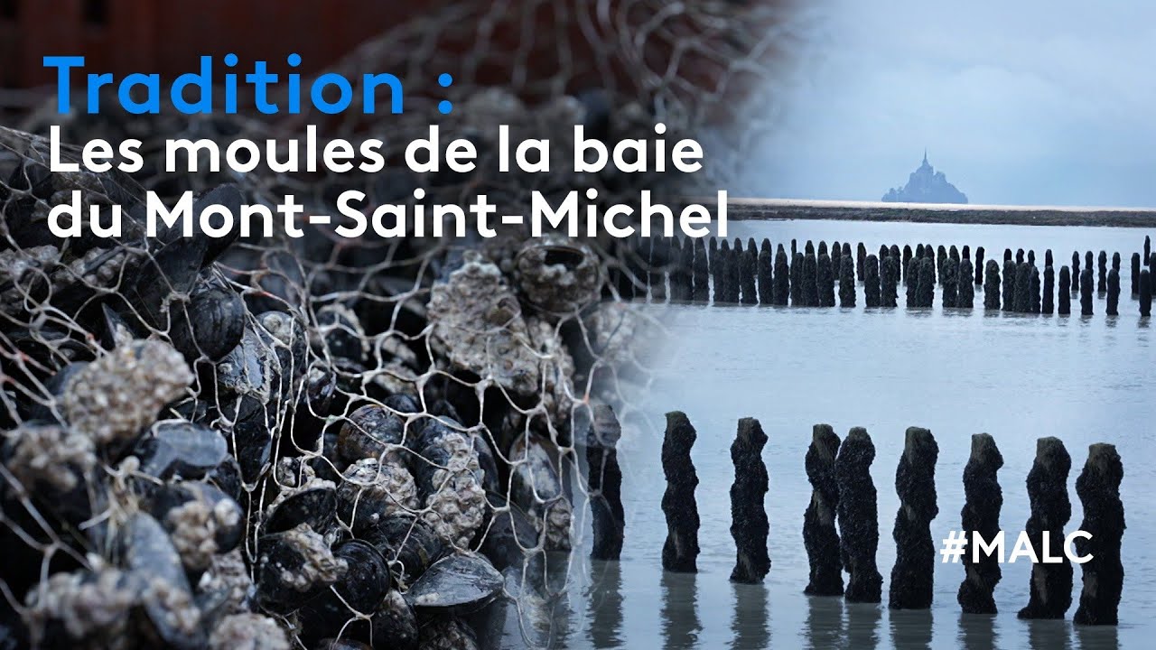 Tradition : les moules de la baie du Mont-Saint-Michel