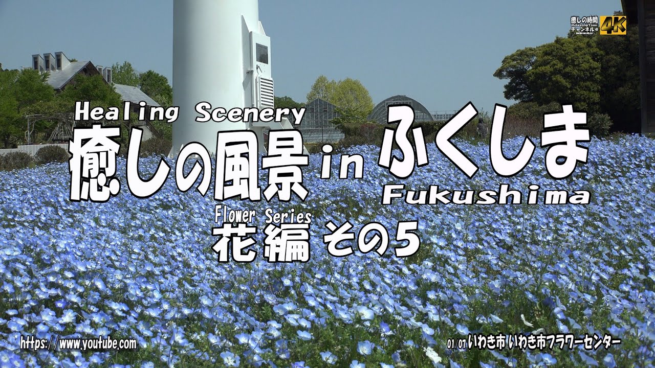 癒しの風景 in ふくしま～花シリーズその５～Healing Scenery in Fukushima Flower Series５