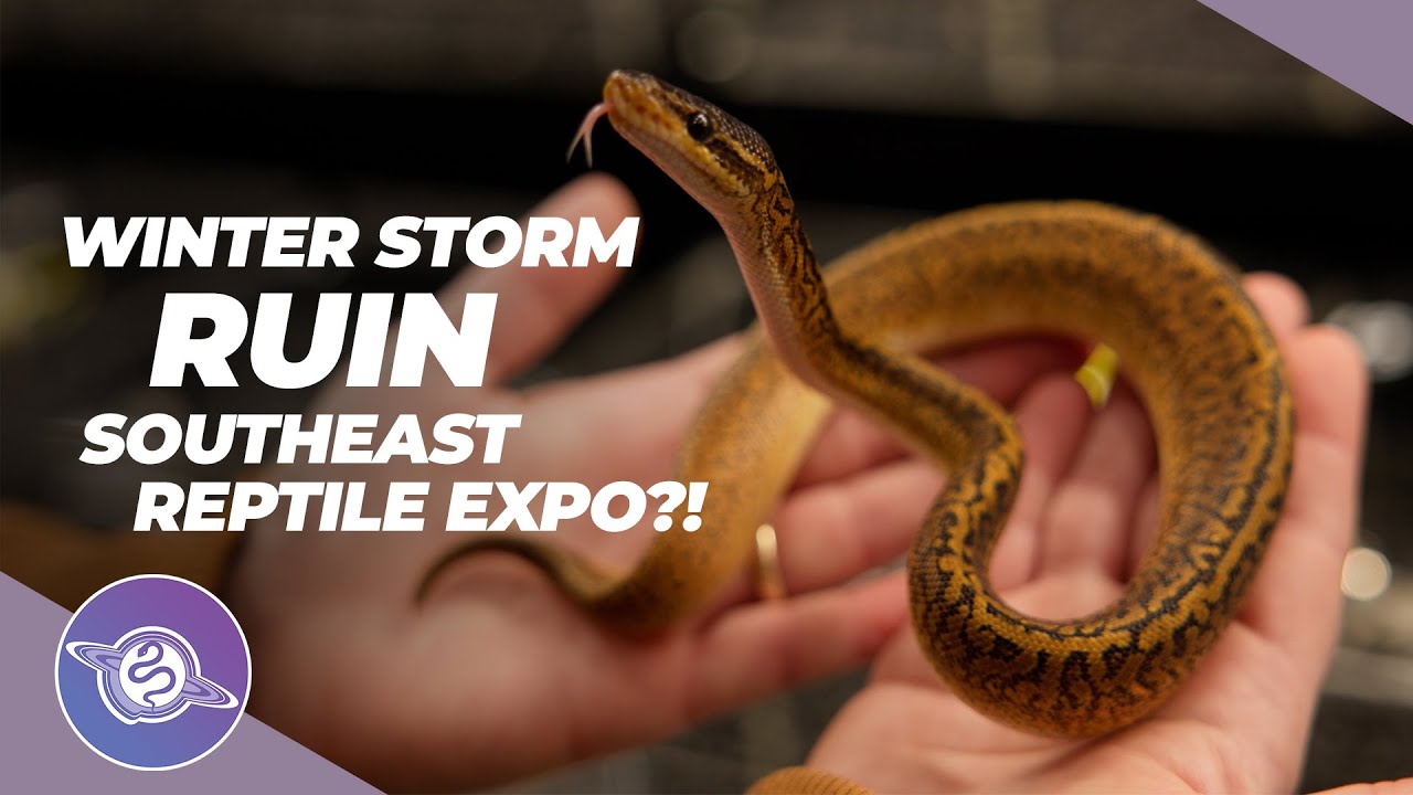 Зимний провал на выставке Southeast Reptile Expo?! | #шаровидныйпитон #змея #рептилии