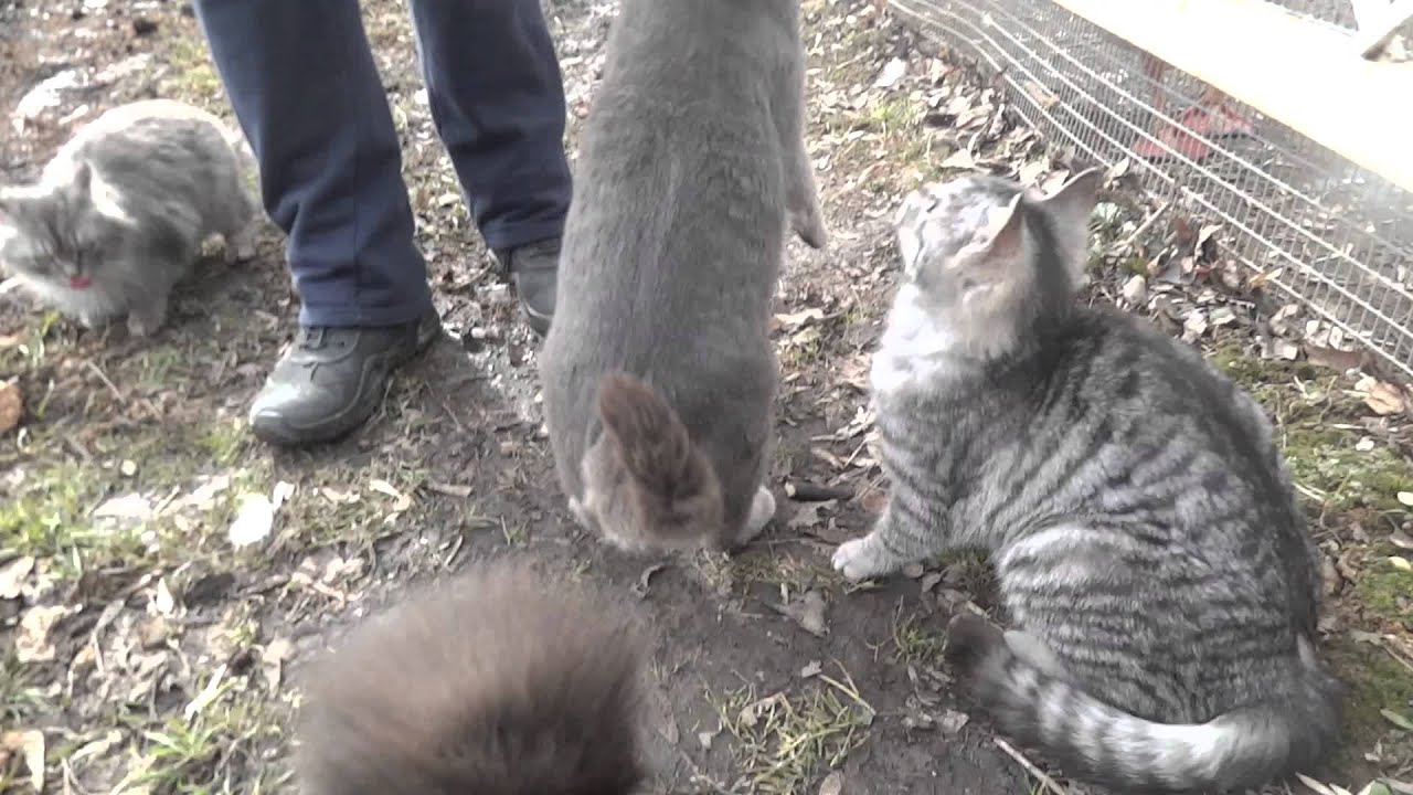 Hungry foot (paws)^^