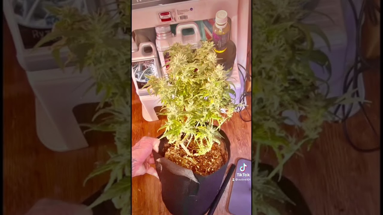 Canadian Exotics with cyco nutrition and TNB Naturals co2 and soil Enricher