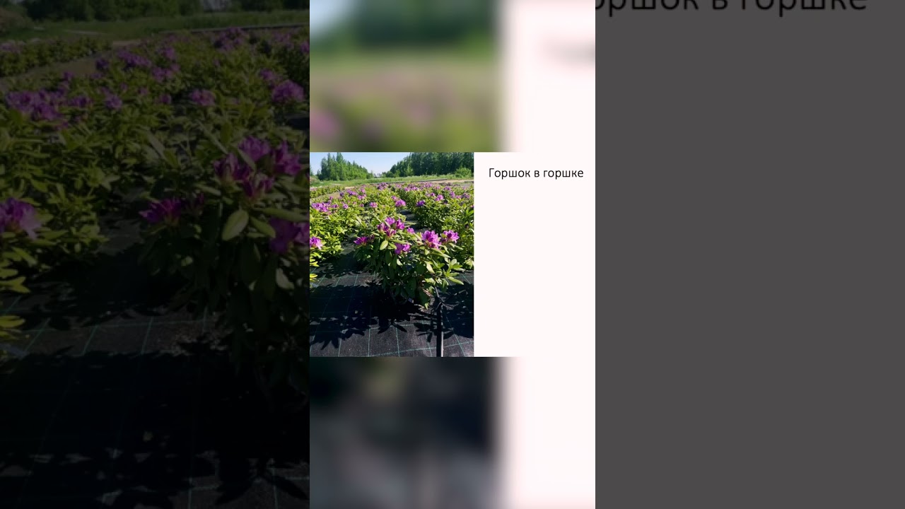 Технология pot-in-pot &ndash; что это?