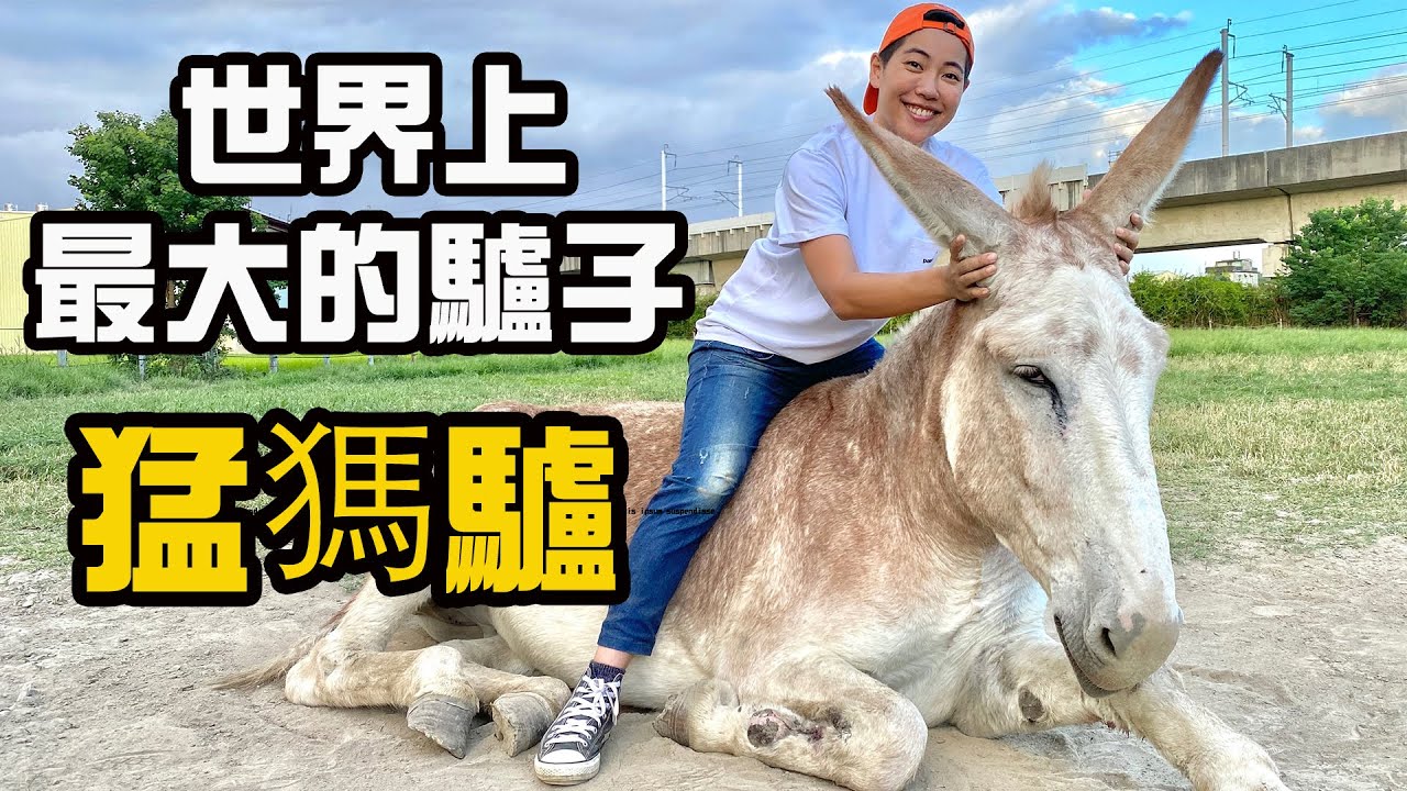 童話走出來的溫柔巨獸 猛獁驢 直擊野性馬兒兇猛飛踢 珍貴馴馬畫面大公開【昆蟲擾西上課了！】