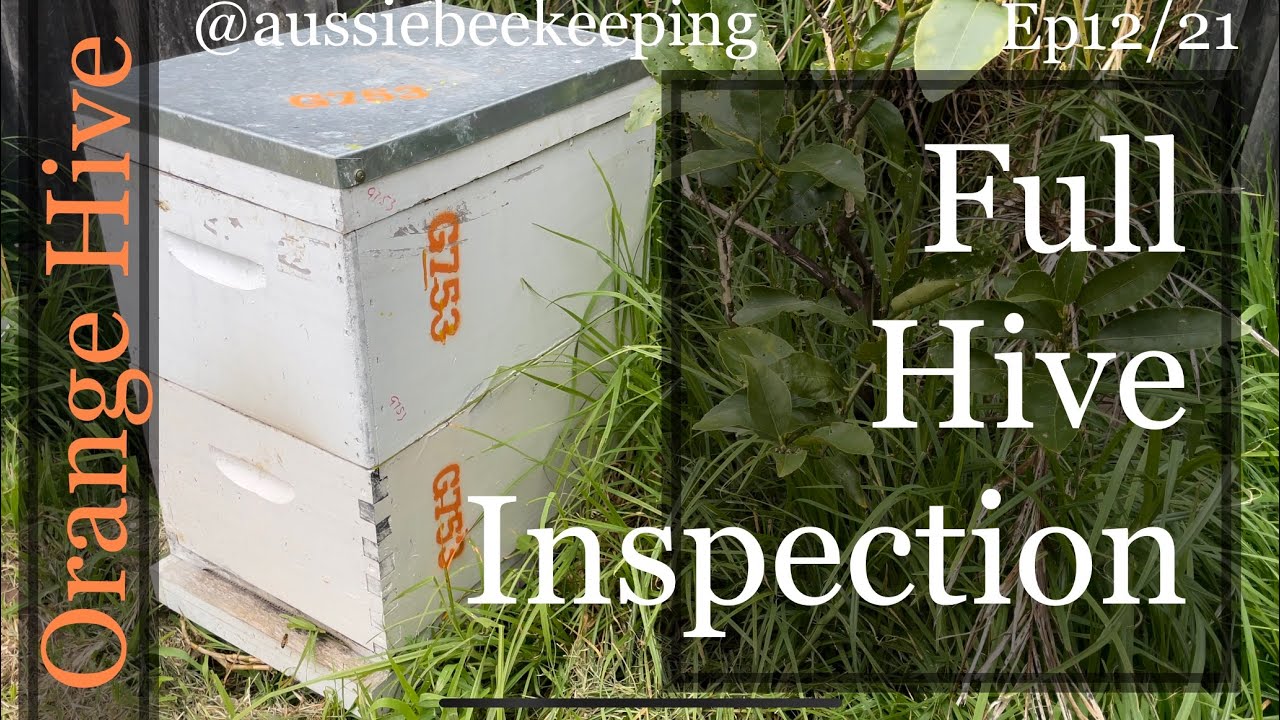 Aussie Bee Keeping - Full Inspection and Checking the orange hive for AFB 22nd Sep 2021