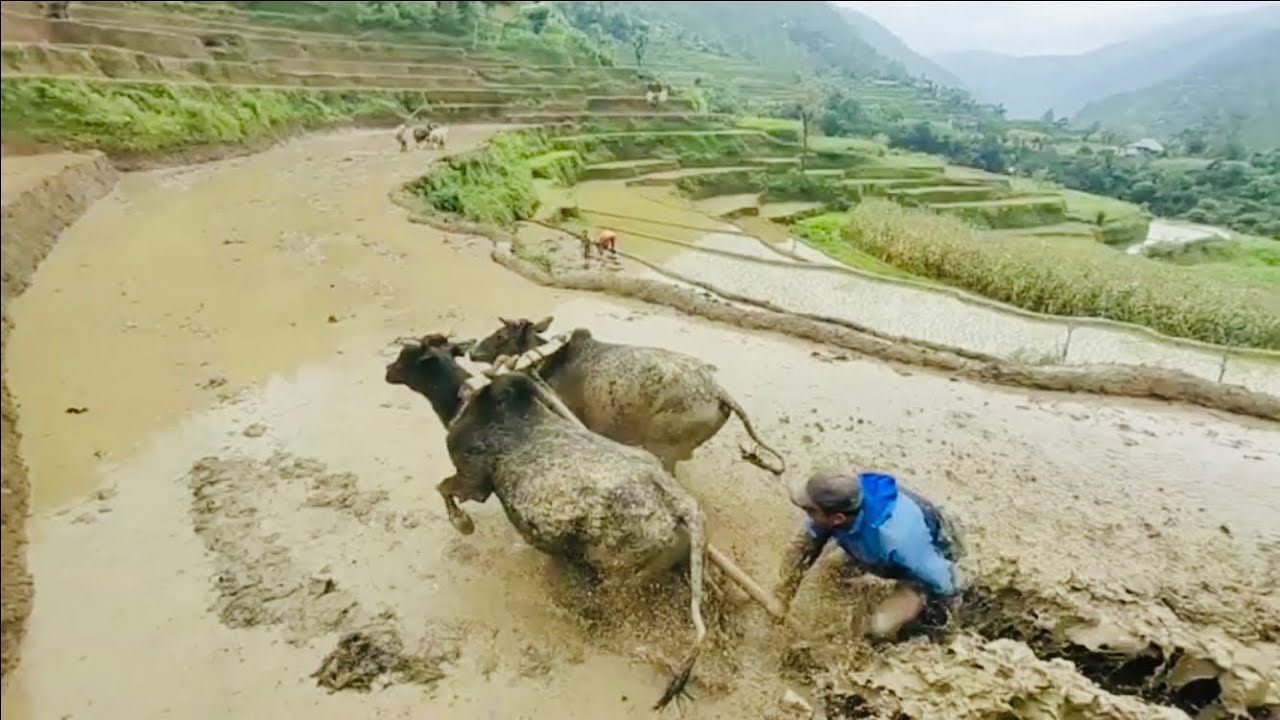 Too much dangerous/and#enjoyable/traditional way way of farming in Nepal,#rice cultivation in Nepal