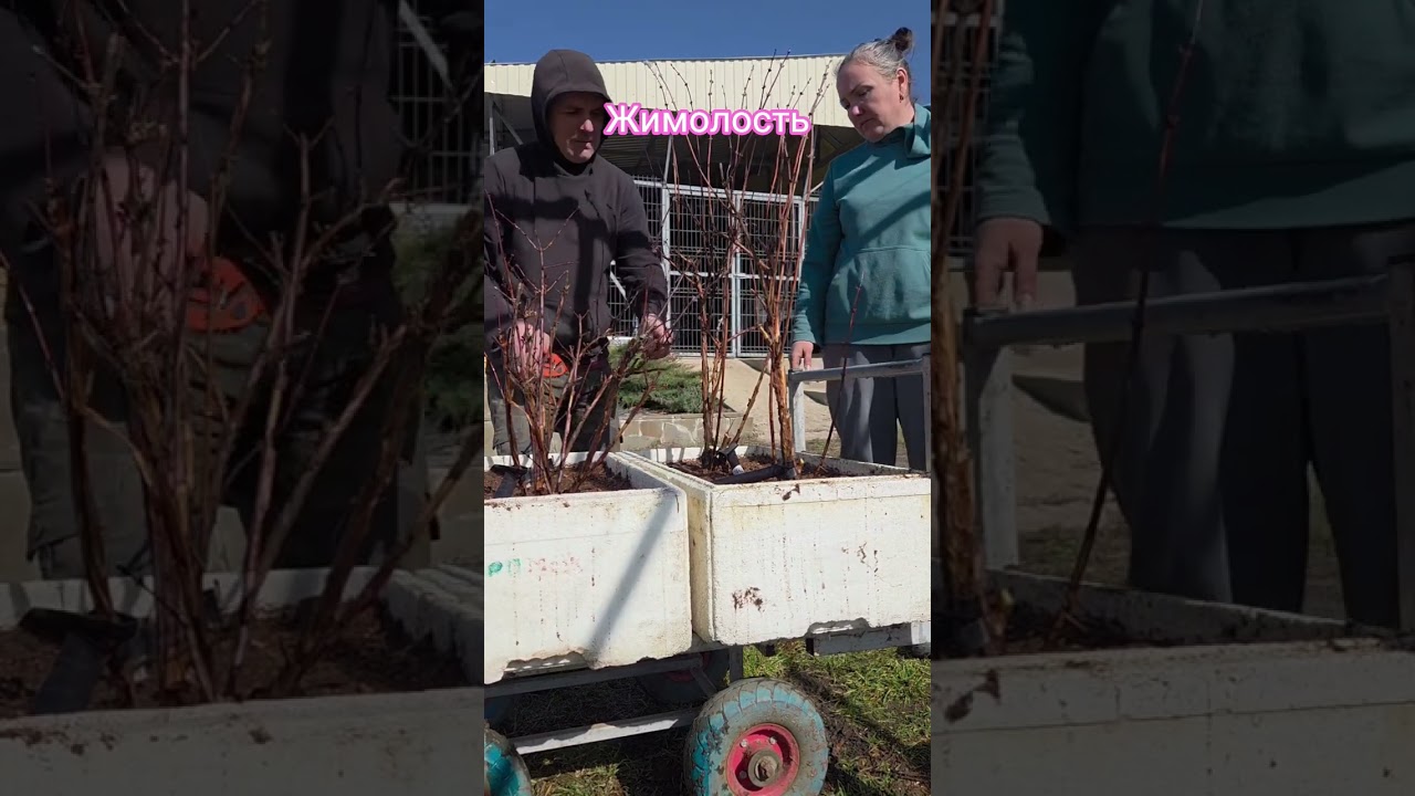 Высаживаем и пересаживаем маточники жимолости #саженцыжимолости