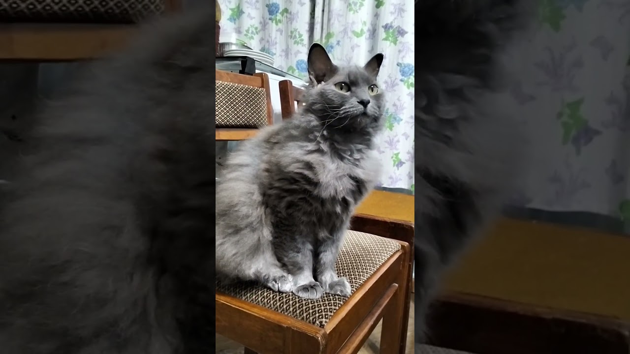 Она была как шампанское 🍾 #cat #юмор #веселыекоты #прикольныекоты #кот #видосыоткота #смешновидео
