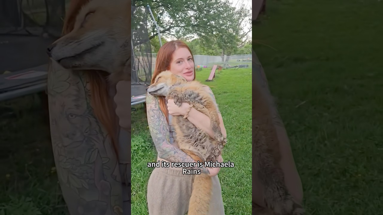 Forever honoring this remarkable woman!#shorts #fox #animals #heartwarming #love #cute #pet