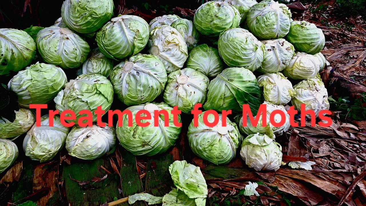 Controlling silver back moths that are attacking the cabbages, in St.Ann Jamaica 🇯🇲