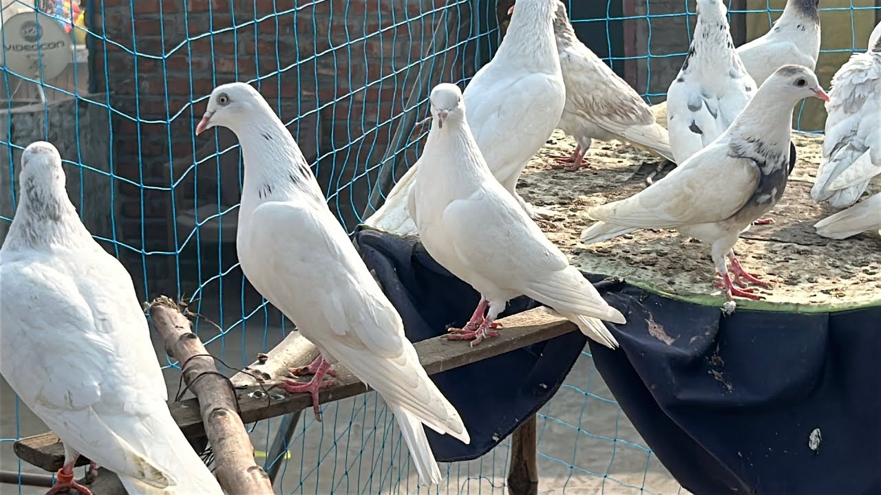 Kro shonk kabutar da 🕊️❤️