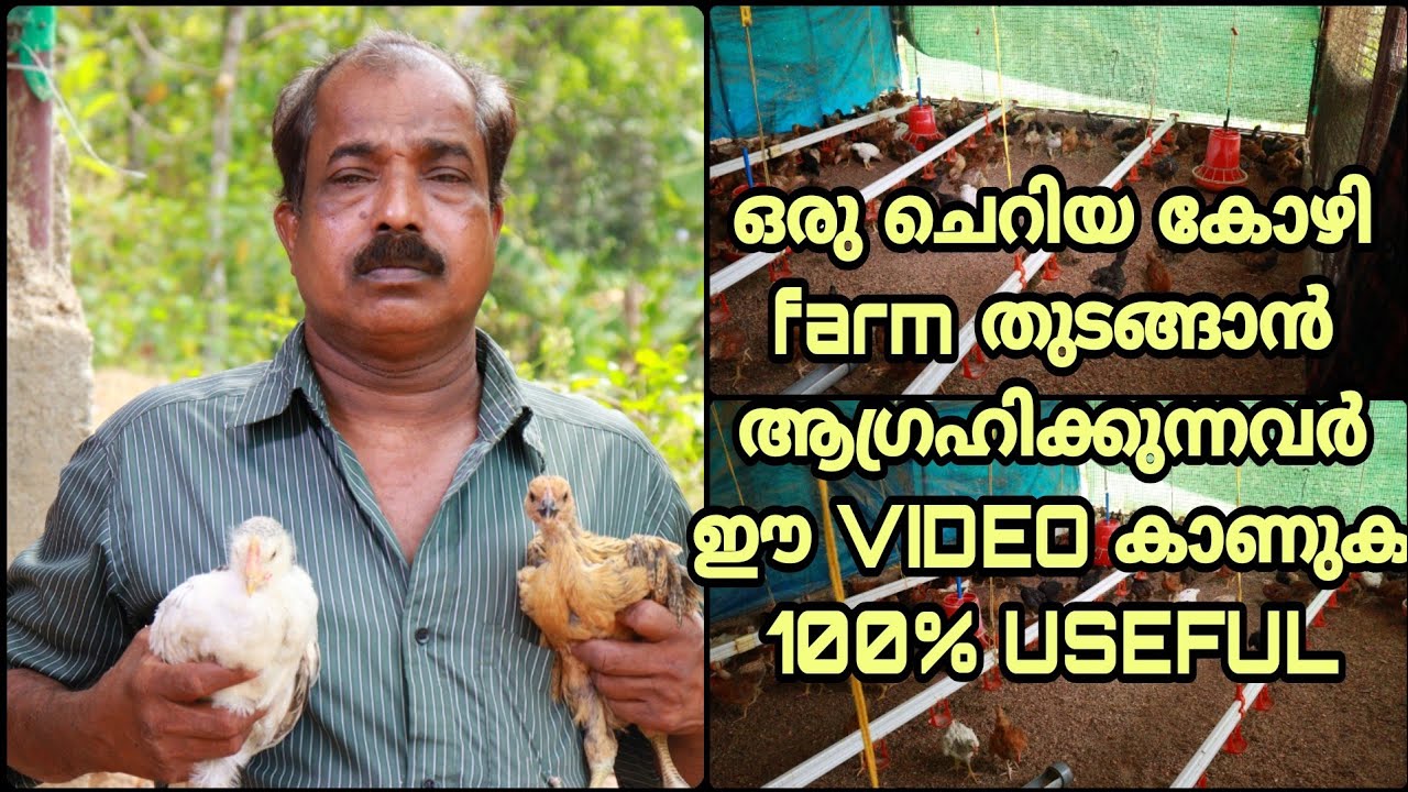 കോഴി വളർത്തൽ ബിസിനസ്സ് തുടങ്ങുന്നതിന് മുൻപ് ഇത് നിർബന്ധമായും കാണുക|Poultry Farm kollam| Malayalam
