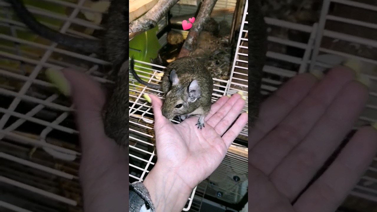 Sisi💕🥰 the life of degus❣️ #funny #animals #degu #pet #shorts