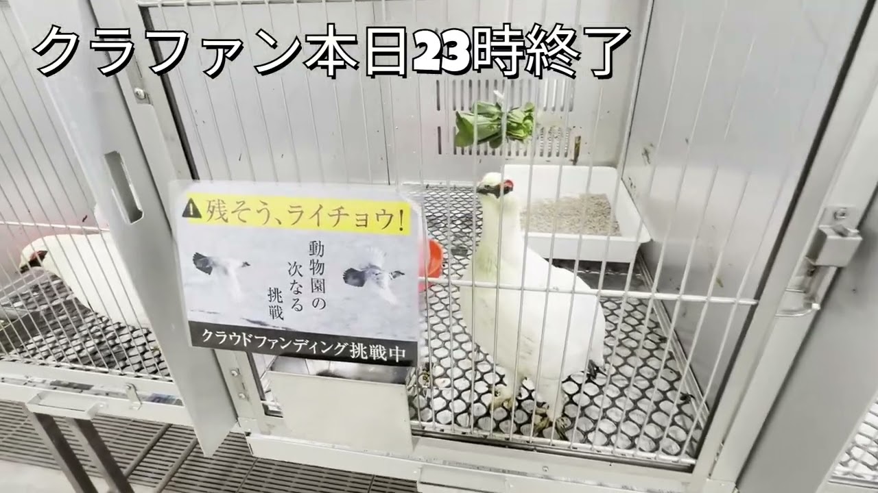 ライチョウ最後のお願い