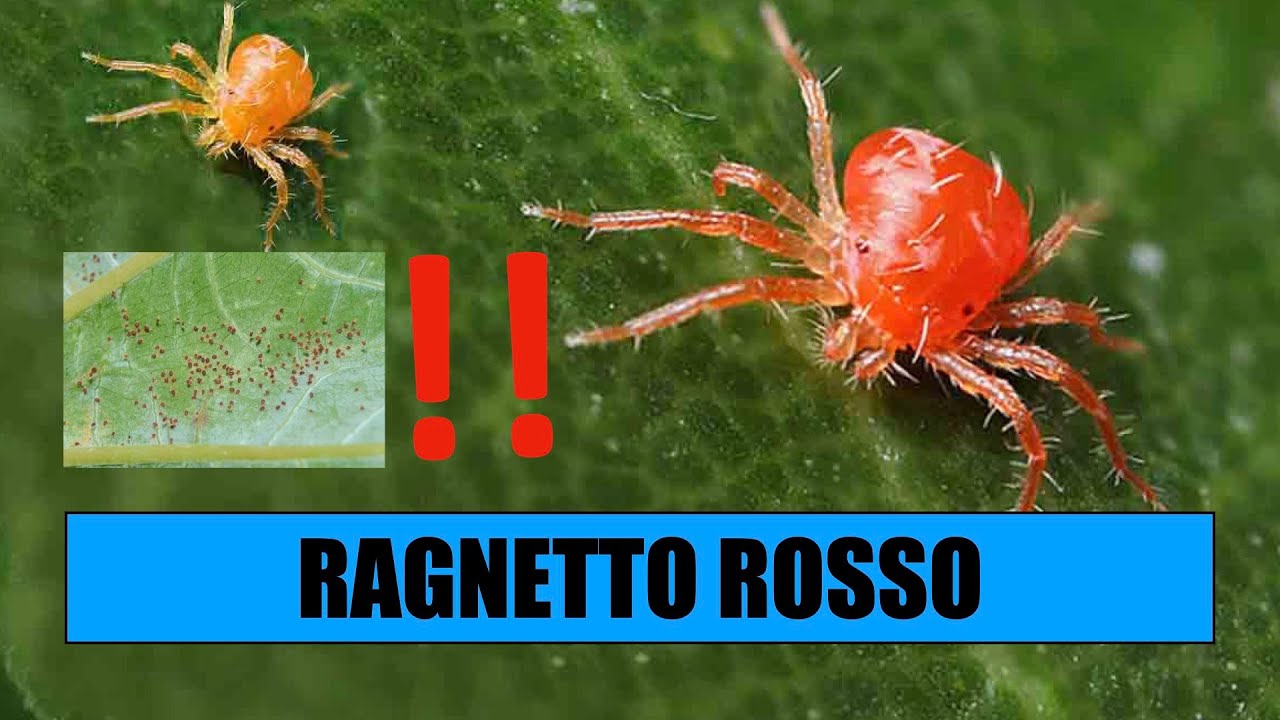 RAGNETTO ROSSO SUL BONSAI - Cos'è e come combatterlo