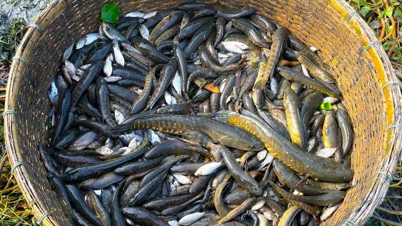 2026 Amazing Hand Fishing in Village | Big Fish Caught Live