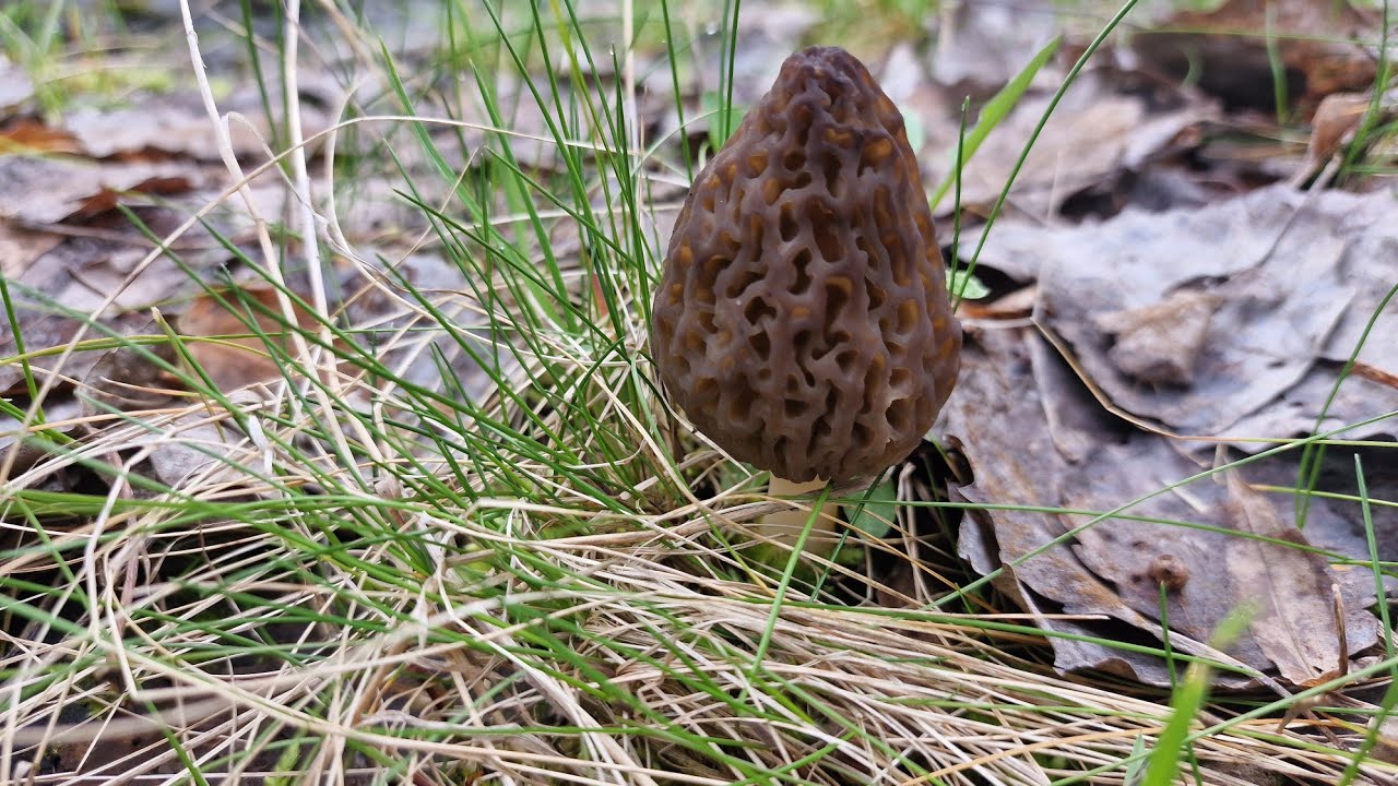 SMARDZE, ruszyły na całego. Ogólnie coś pięknego.