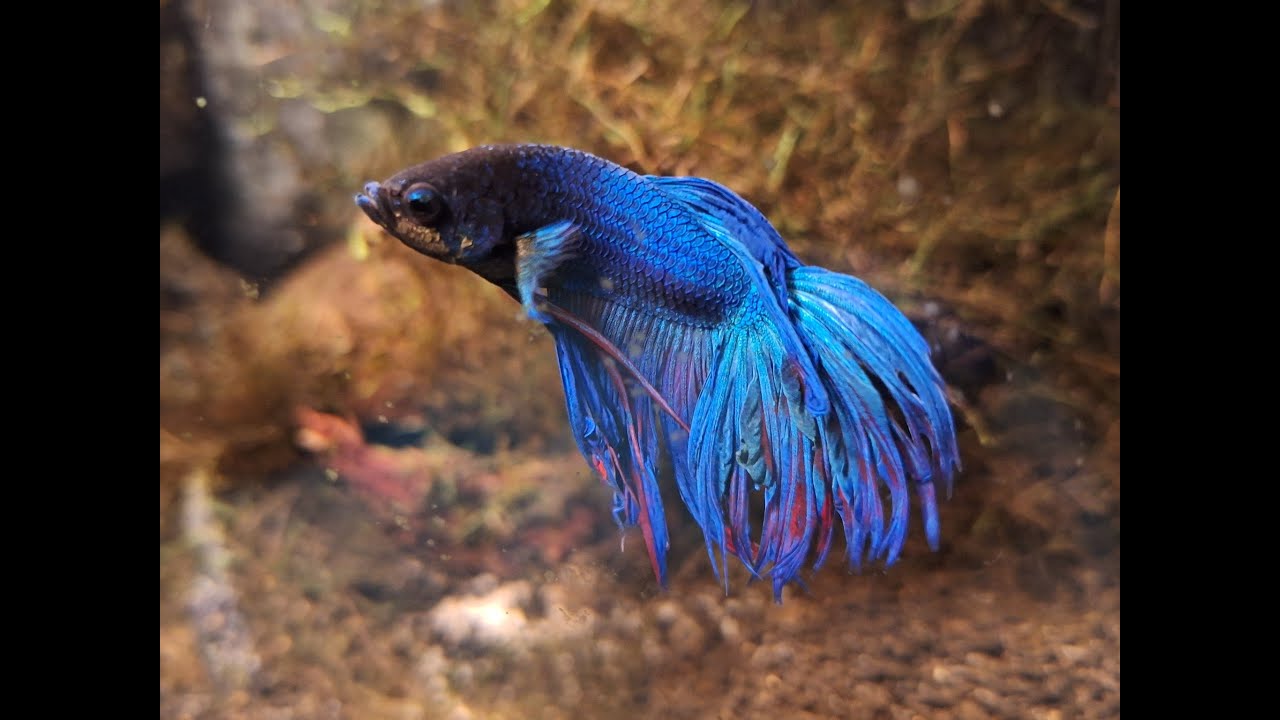 Bojownik wspaniały - syjamski (Betta splendens)