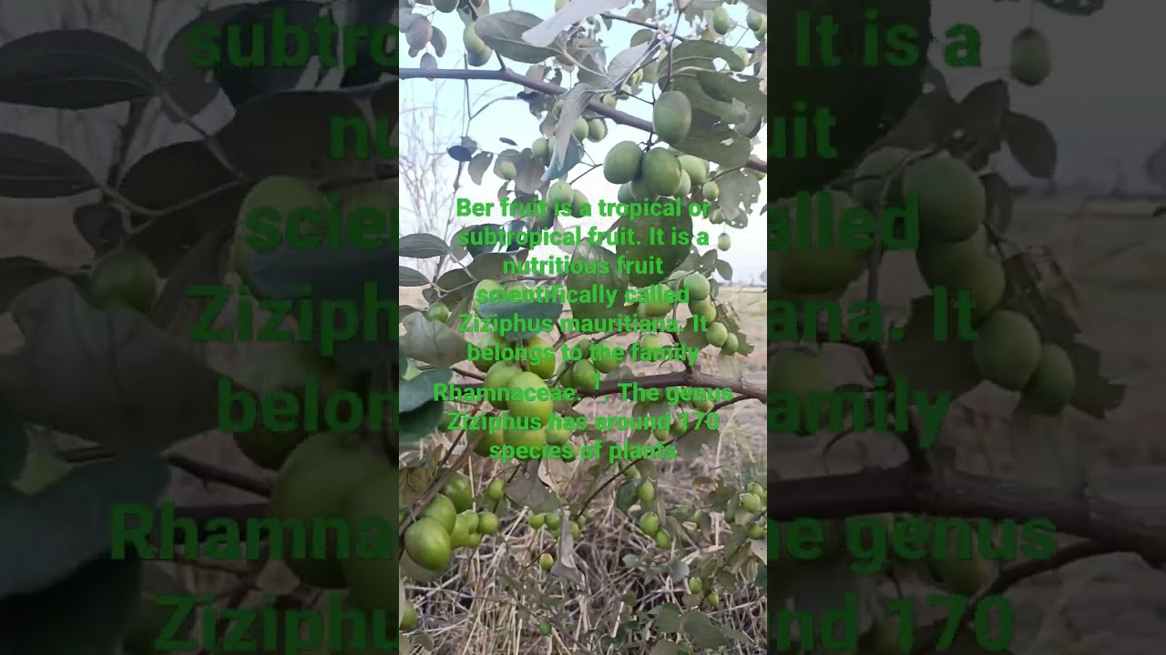 ber fruit tree | ber fruit benefits | ber ki sabji