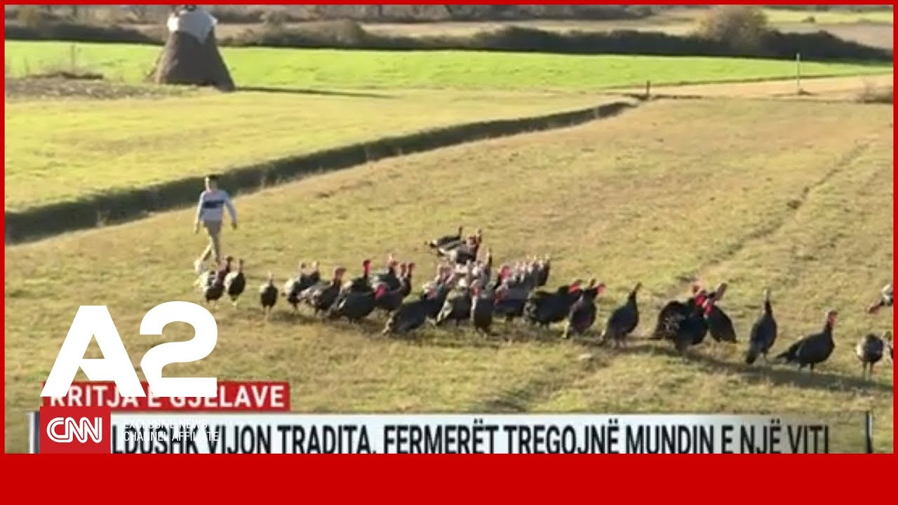 Rritja e gjelave, në Baldushk vijon tradita, fermerët tregojnë mundin e një viti | A2 Speciale