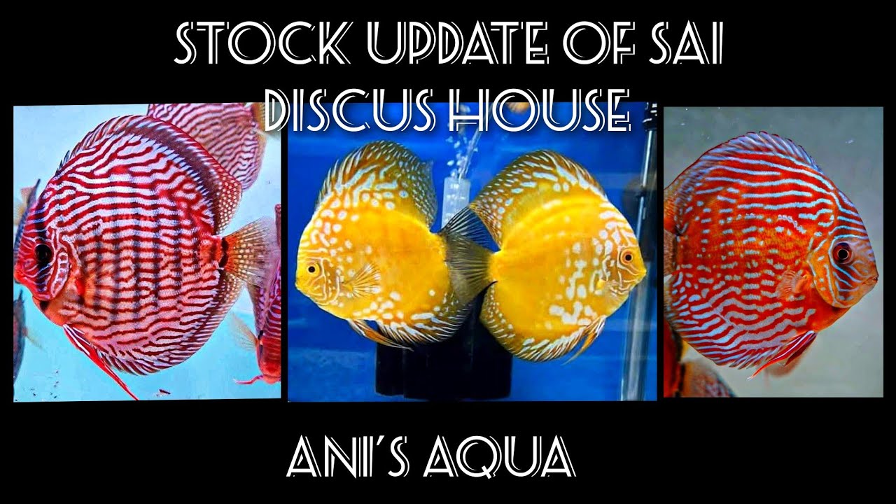DISCUS STOCK UPDATE OF SAI DISCUS HOUSE