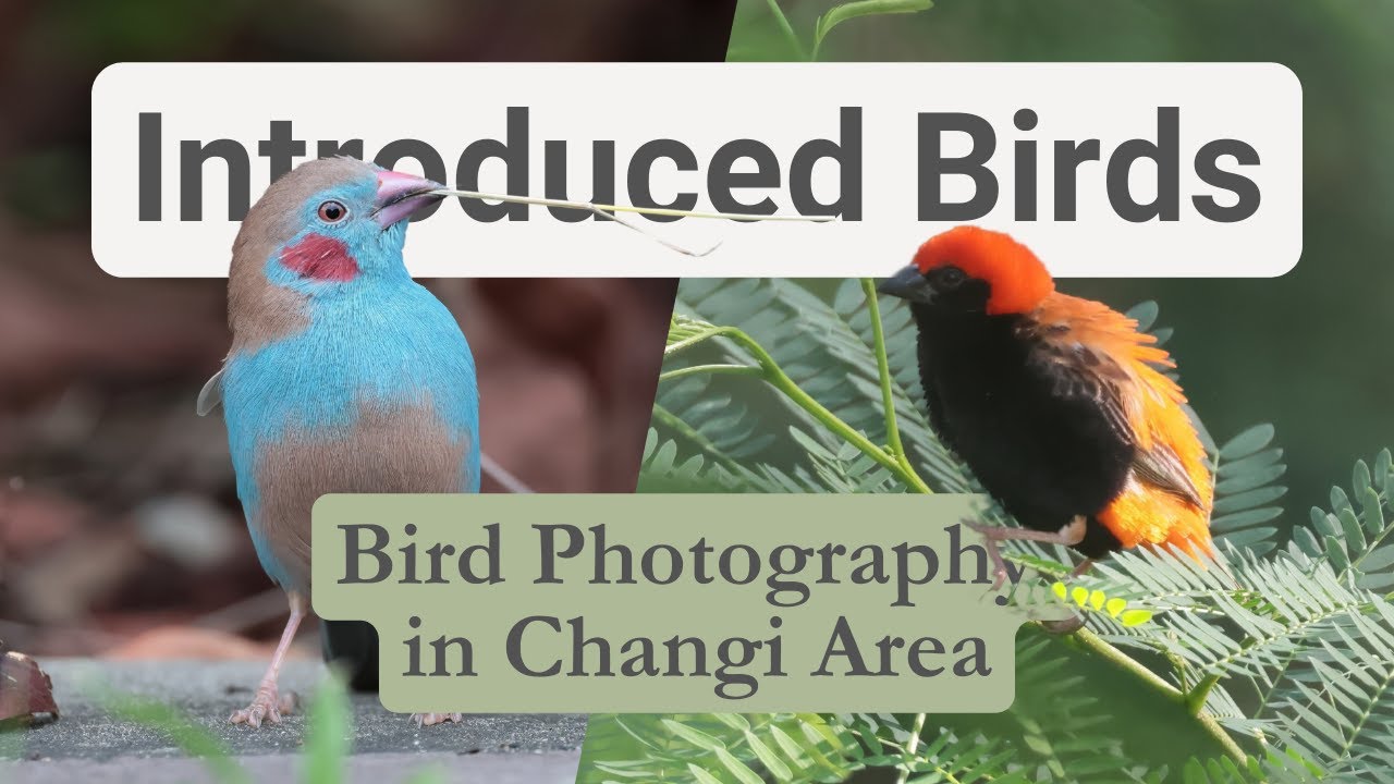 Non-Native Birds in the Wild?! | Bird Photography in the Changi Area