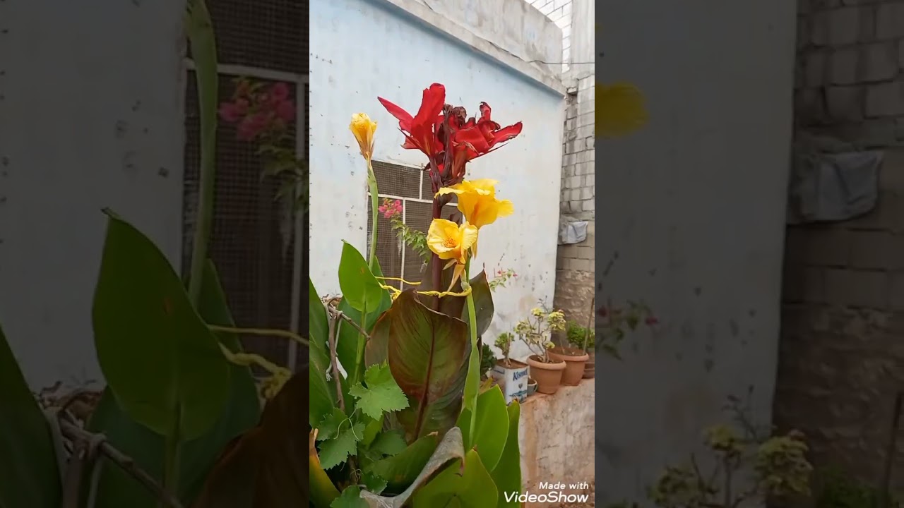 نصائح أولية للعناية بنباتات الزينة المنزلية. ناصر.