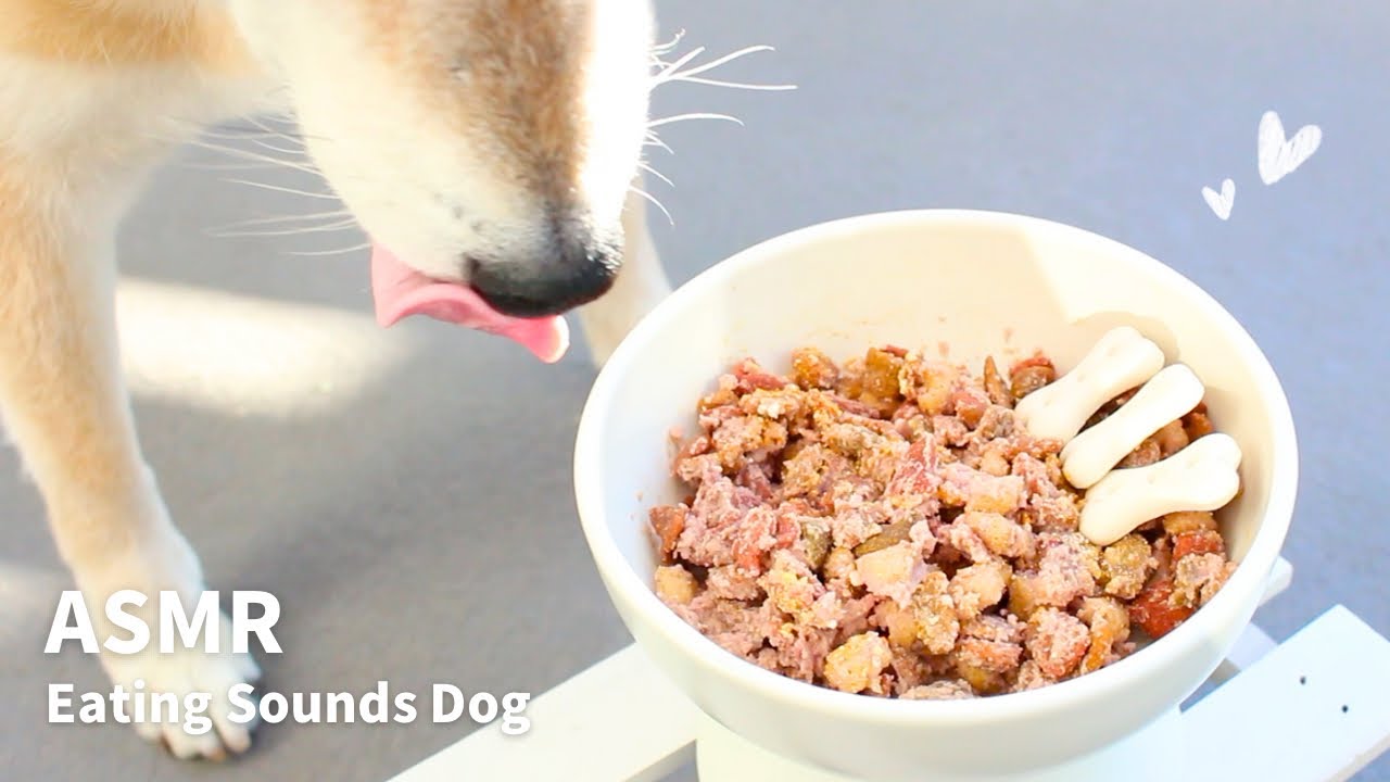 【ASMR/咀嚼音】缶詰を混ぜたカリカリご飯｜Eating Sounds Dog/柴犬の咀嚼音【青空朝ごはん】 #asmr #柴犬