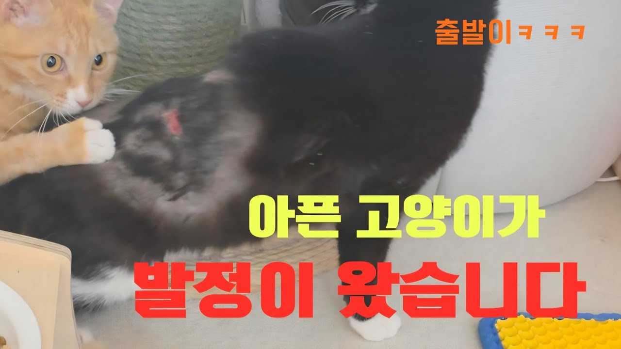 완치가 안된 아픈냥이가 발정이 왔습니다 집사님들 이럴땐 어쩌나요 ㅋㅋ피곤한 날도  냥이들 때문에 웃습니다