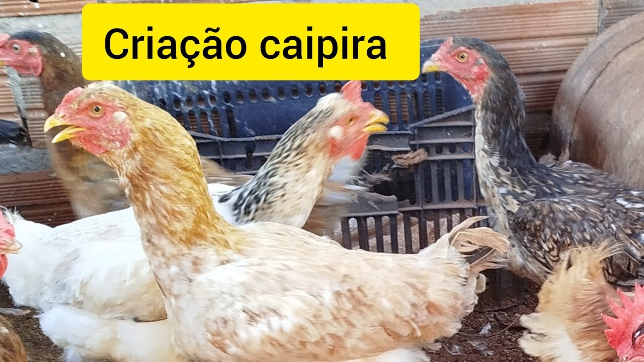 Criação de galinhas caipira 