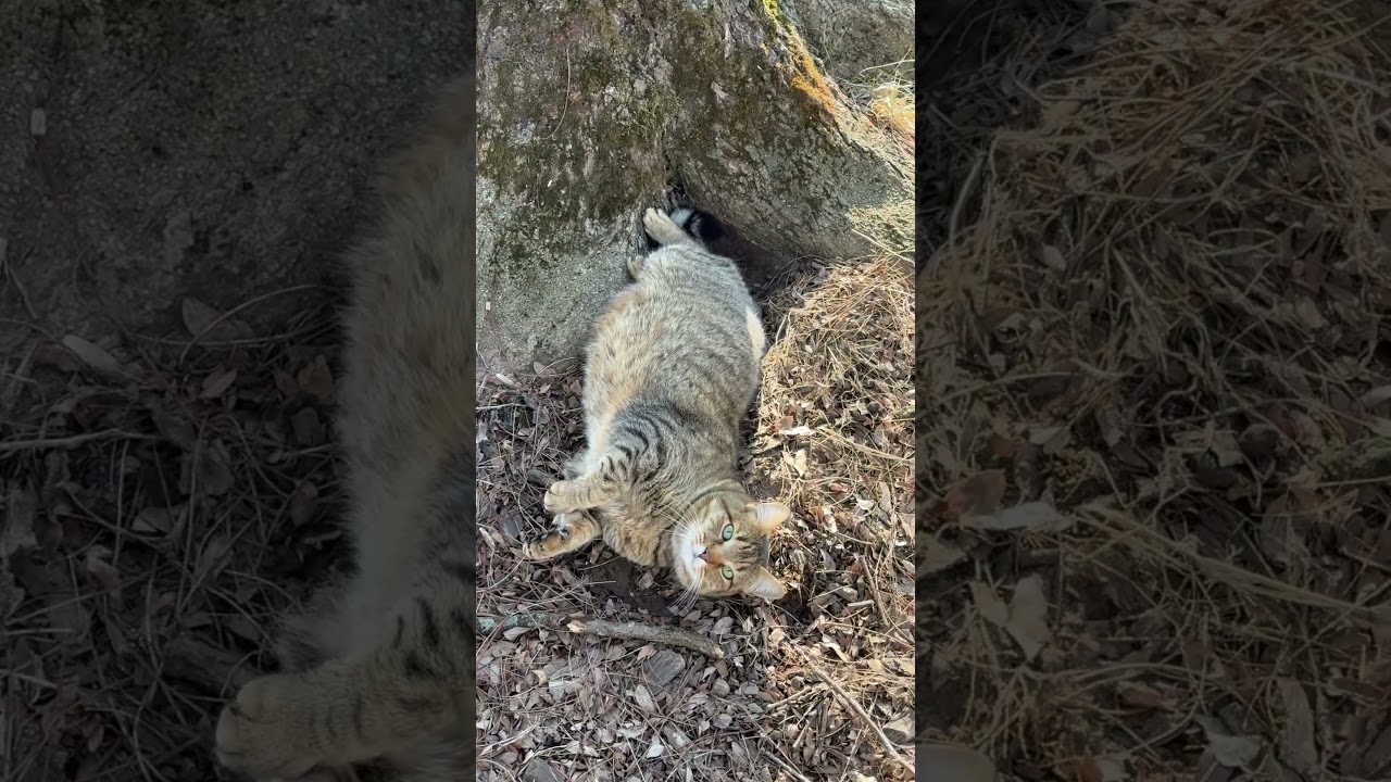 Happy Ham #farmcat #farmvlogger
