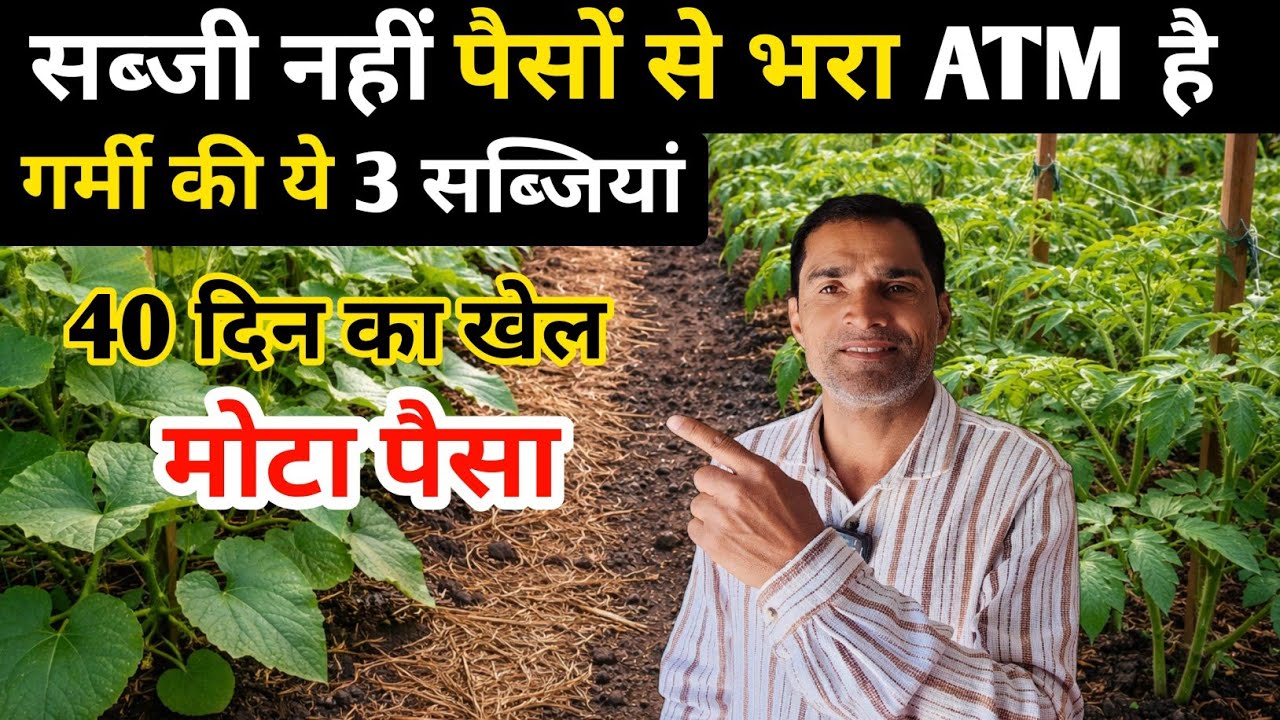 ​खाली खेत को बनाओ पैसों का बैंक! गर्मियों की 3 सबसे डिमांडिंग फसलें ! 💥🔥