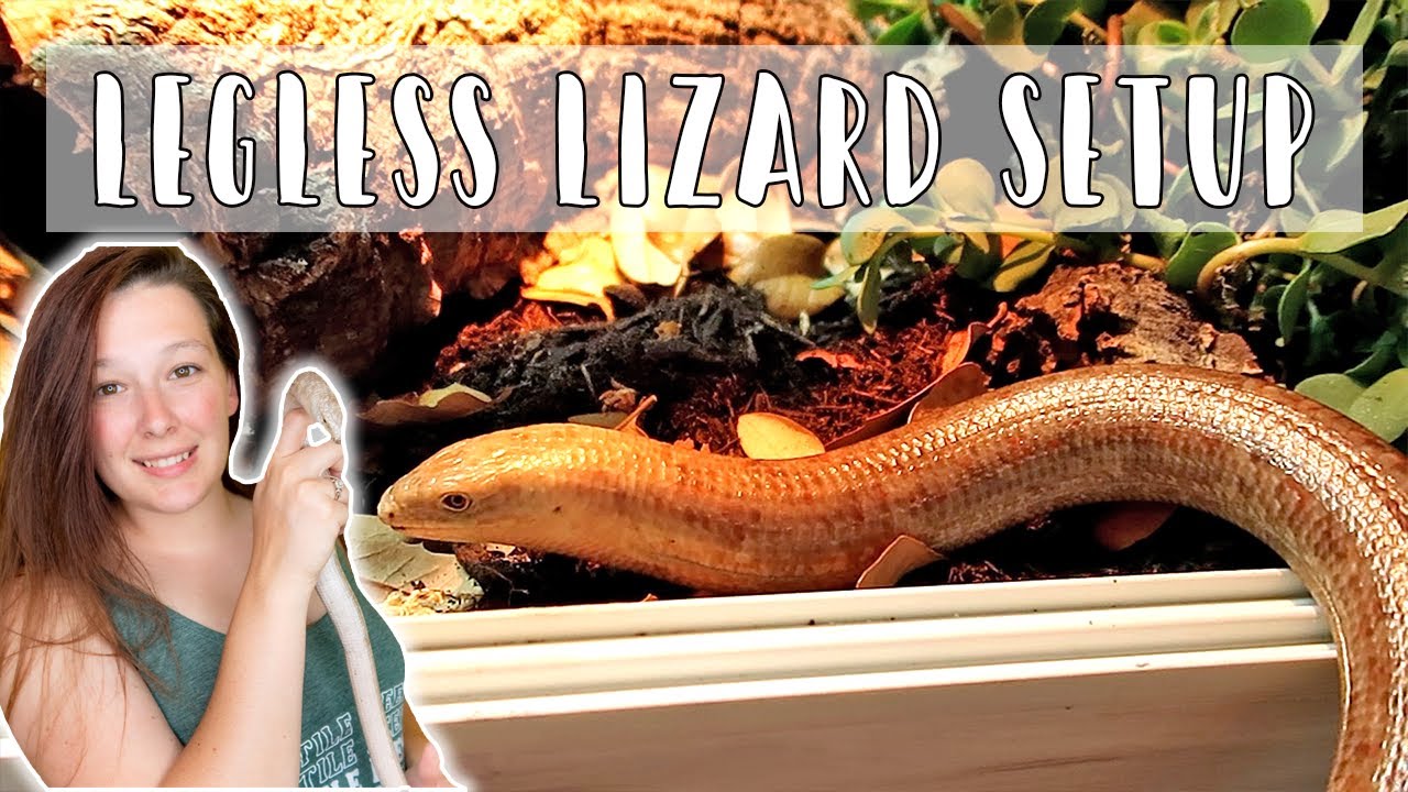 European Legless Lizard (Sheltopusik) Enclosure Setup // Talking Serpents Enclosure