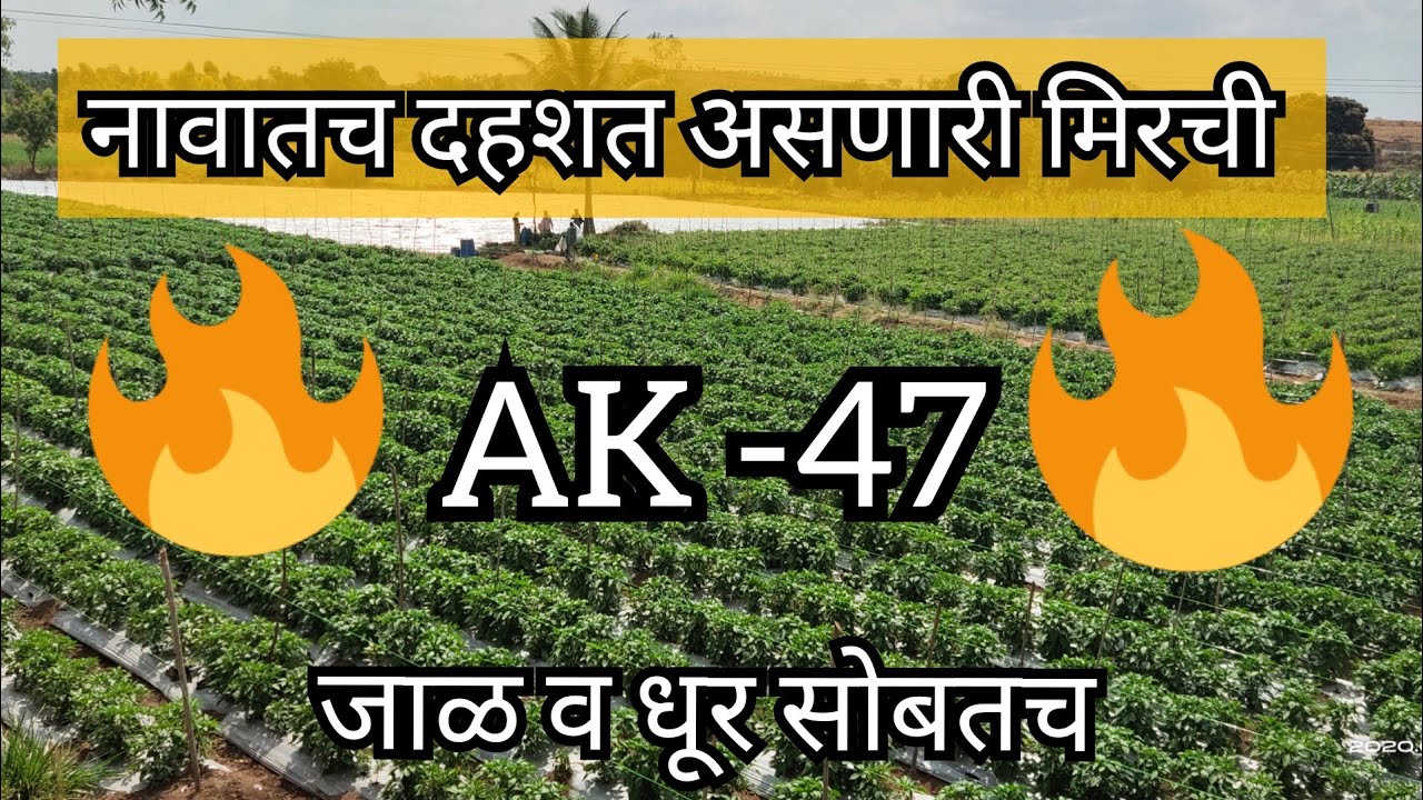 नावातच दहशत असणारी मिरची AK-47