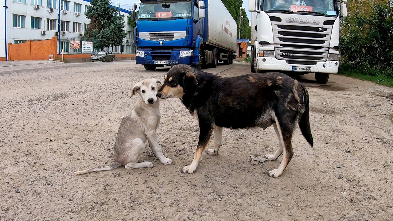 Watch Stray Mama Dog Begging Food for her Puppies