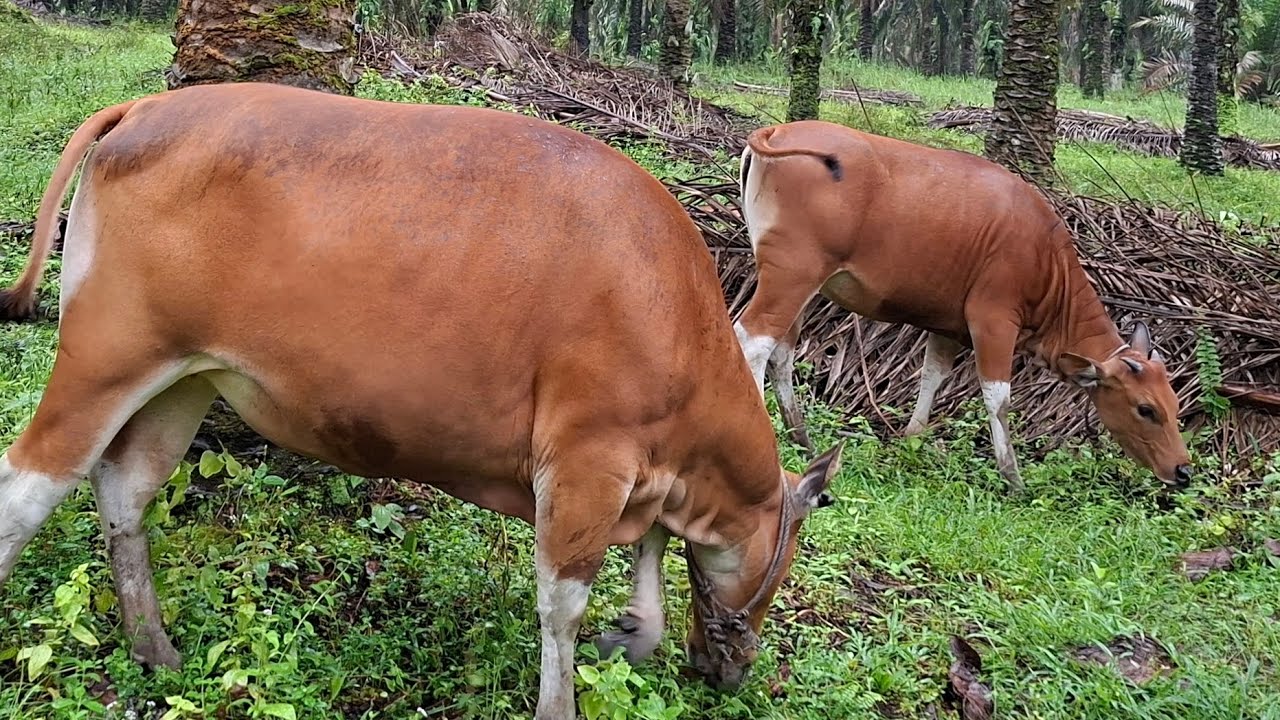 HARI JUM,AT BERKAH // MELEPAS SAPI DIWAKTU HUJAN GERIMIS