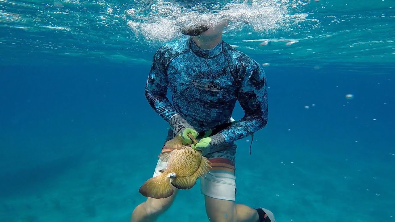 BARE Handed- (Catch Clean Cook) NO Rod, Reel, or Spear!! Strawberry Grouper (Red Hind)