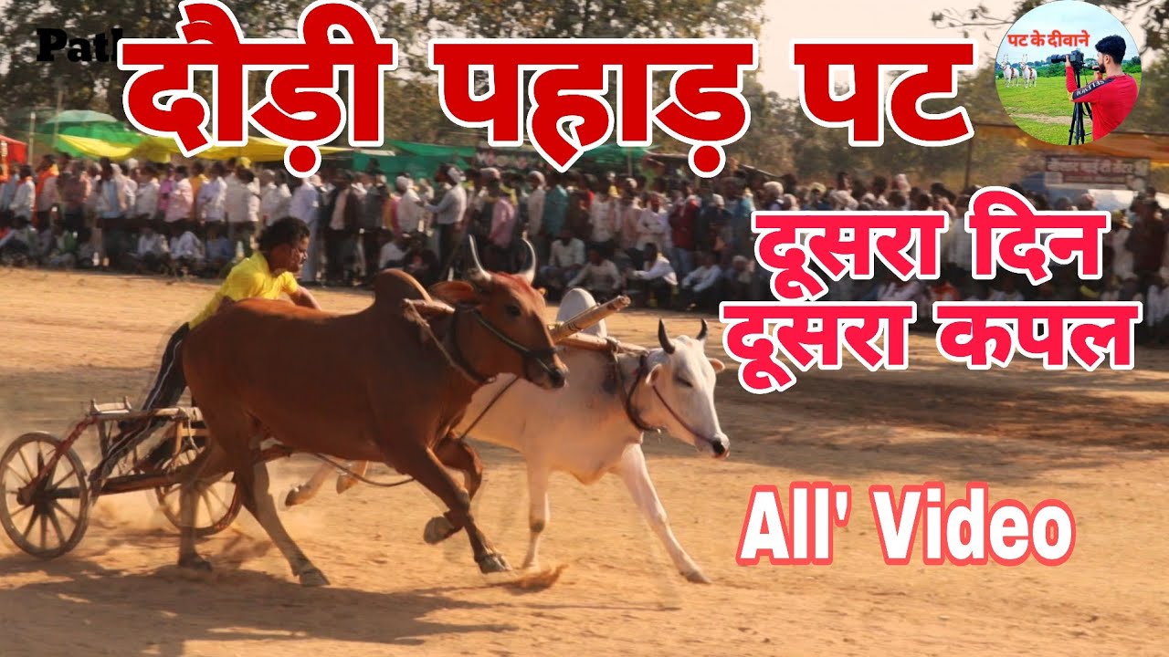 दूसरा दिन दूसरा कपल 🐎दौड़ी पहाड़ पट 🐂 All' Video #viral #ox #bull 