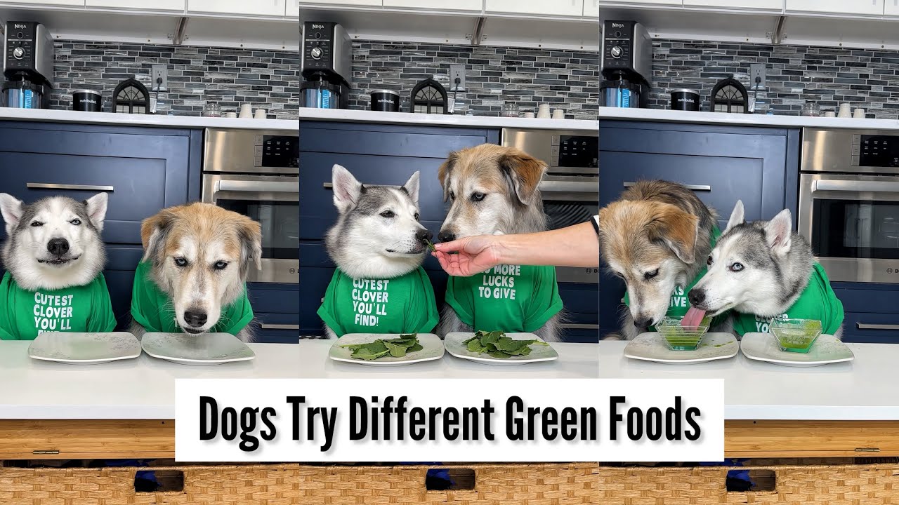 Dogs Try Different Green Foods