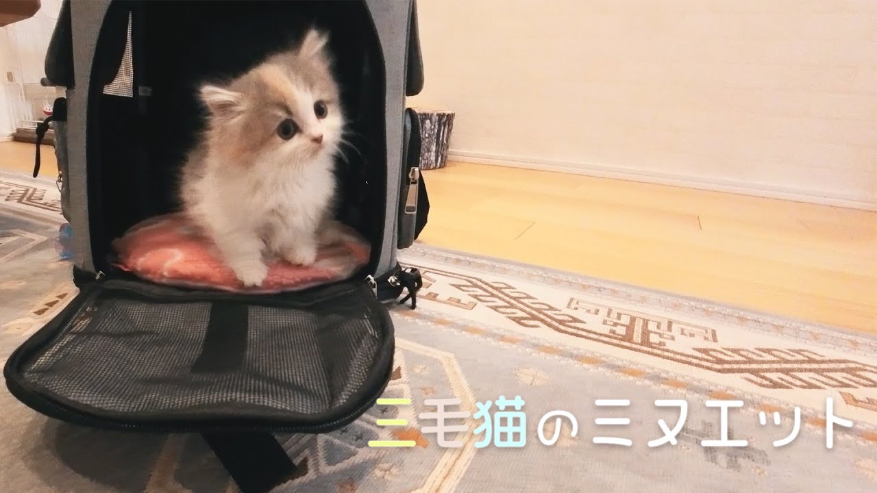 お迎え初日の子猫が可愛すぎた｜#ミヌエット #子猫 #三毛猫 #cat #kitten
