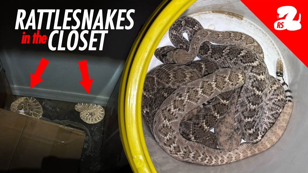 We Got a Call for a Closet Full of Rattlesnakes
