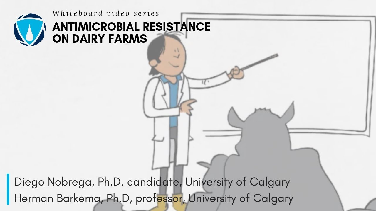 What does antimicrobial resistance on our dairy farms look like?