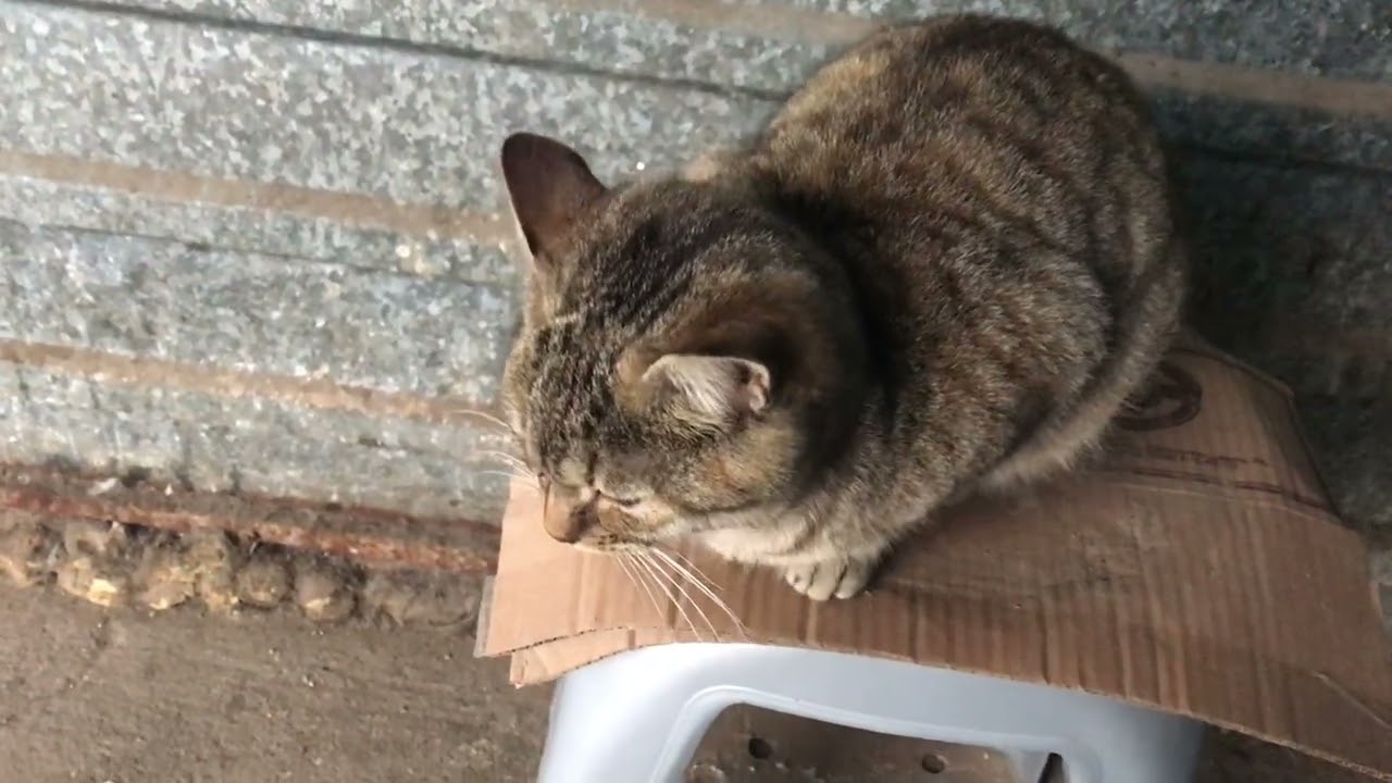 Cats Came to the Market and Help Work with Their Presence