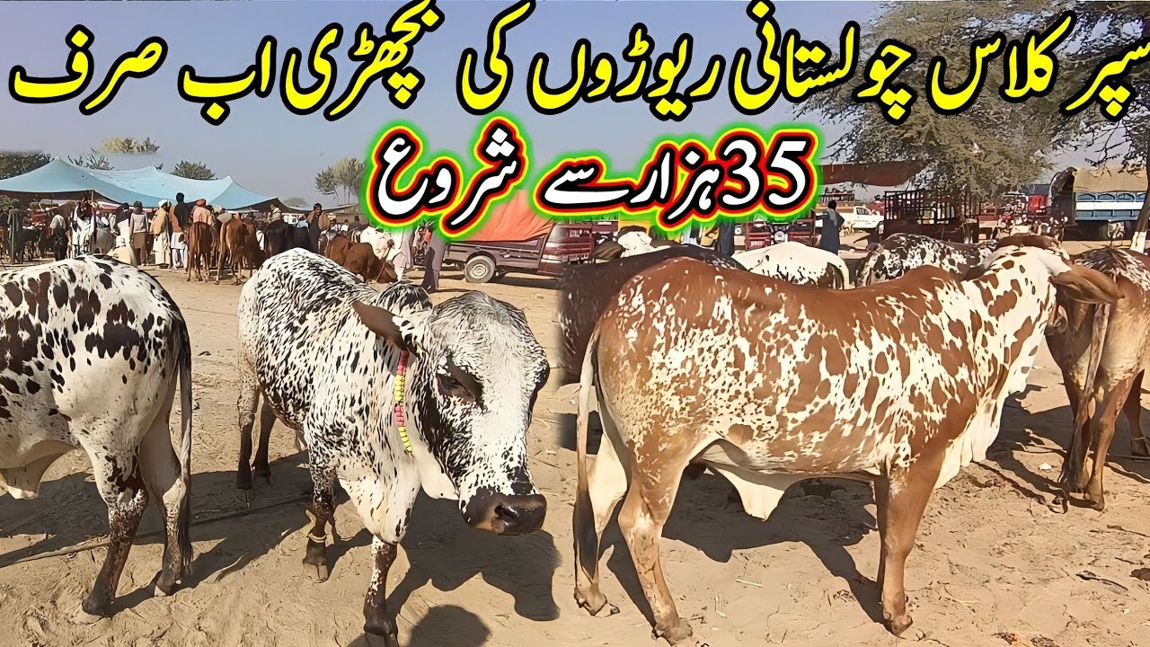 Sahiwal Cholistani Cow Bachrian/How to make money for animal business/Bachri Farming/Luddan Mandi.PK