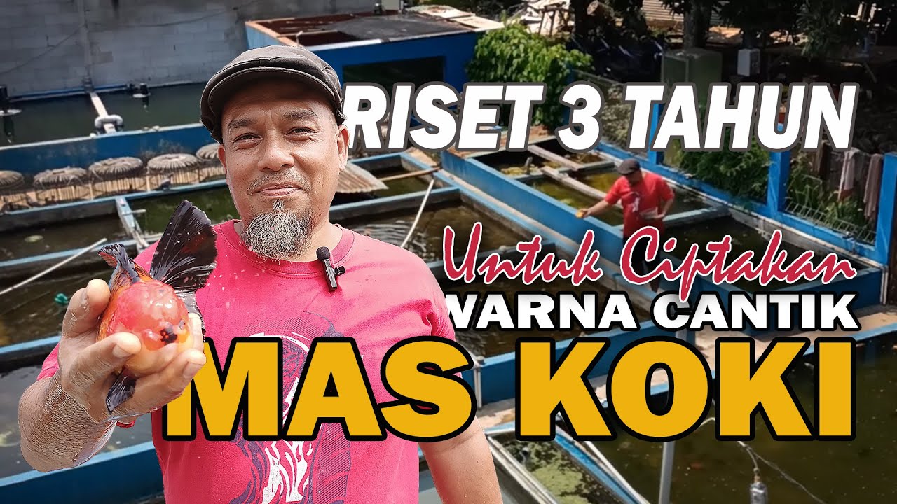 RISET 3 TAHUN UNTUK CIPTAKAN WARNA CANTIK MAS KOKI, MODAL AWAL Rp 2.500 | BSD FISH FARM