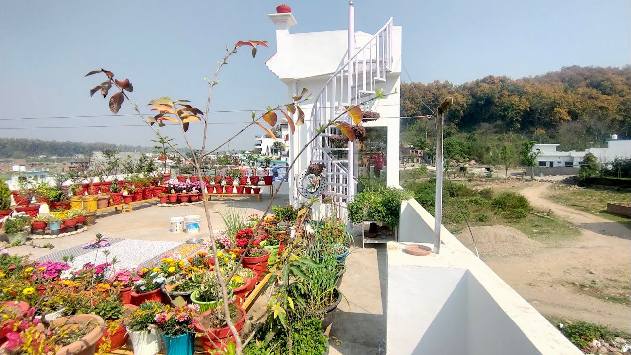 घर को बना डाला जंगल | छोटा सा प्रयास प्रकृति से जुड़े रहने का | Nature lover vinno terrace garden