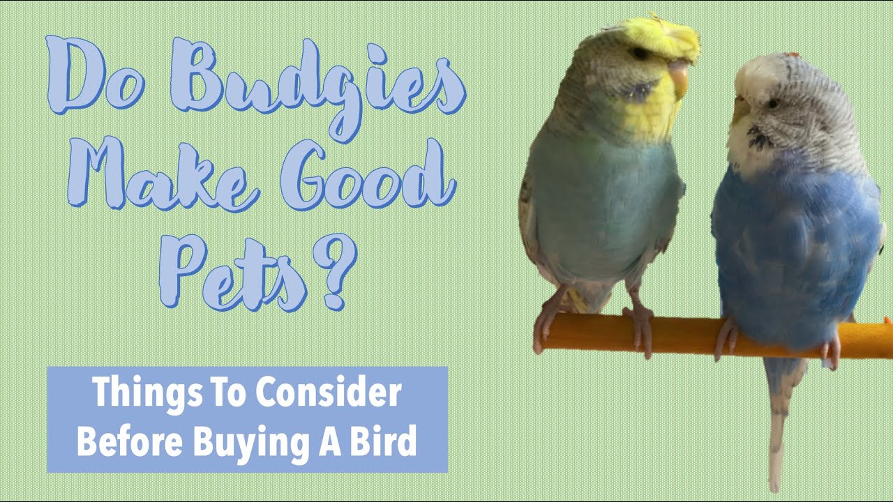 Do Budgies make good pets?