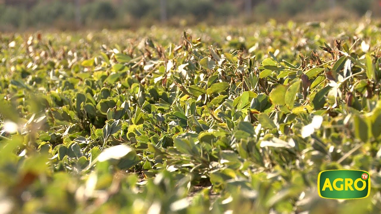Protección del maní, un cultivo regional fuerte que crece sano (#772 2018-05-19)