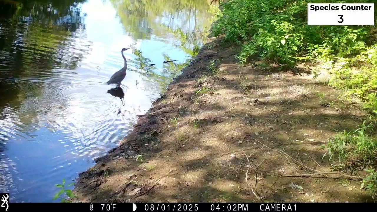 Field Notes Friday: Wildlife at Sugar River