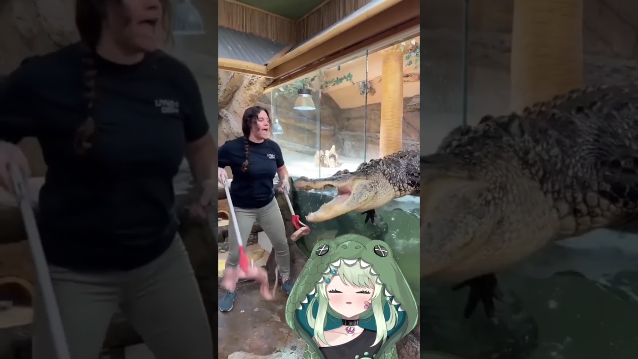 main main sih sama buaya